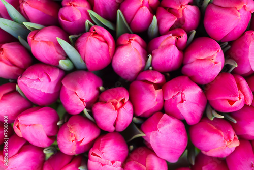 Fototapeta Naklejka Na Ścianę i Meble -  Fresh pink tulips