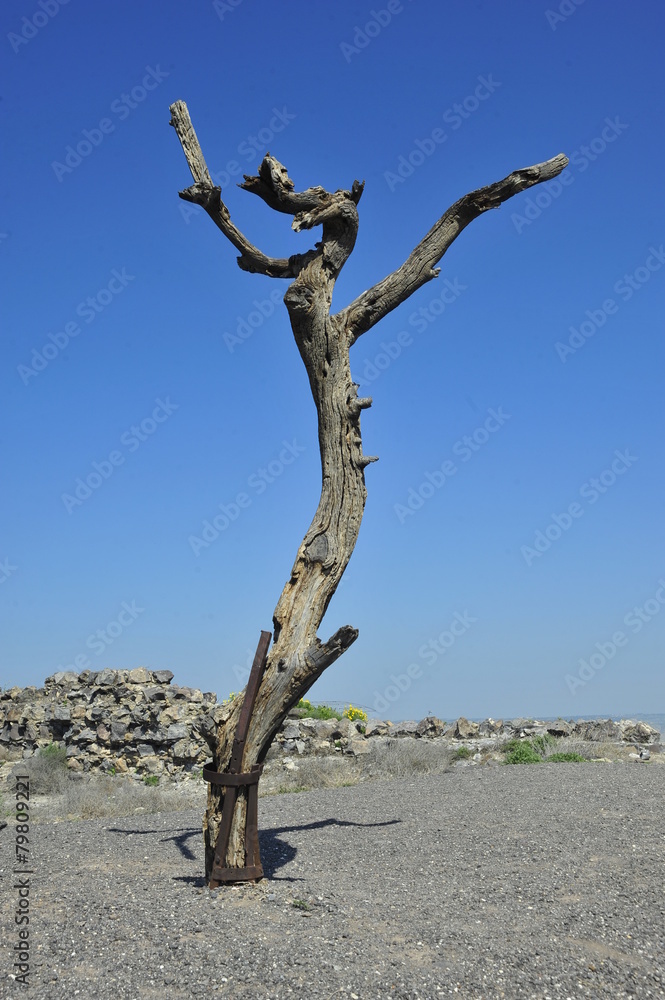 Lonely withered tree standing on top of Bet She'an Mount Lonely withered tree standing on top of Bet She'an Mount