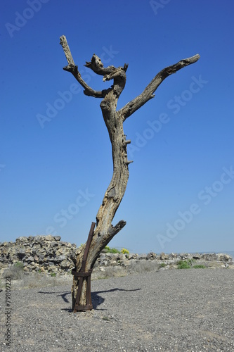 Lonely withered tree standing on top of Bet She'an Mount