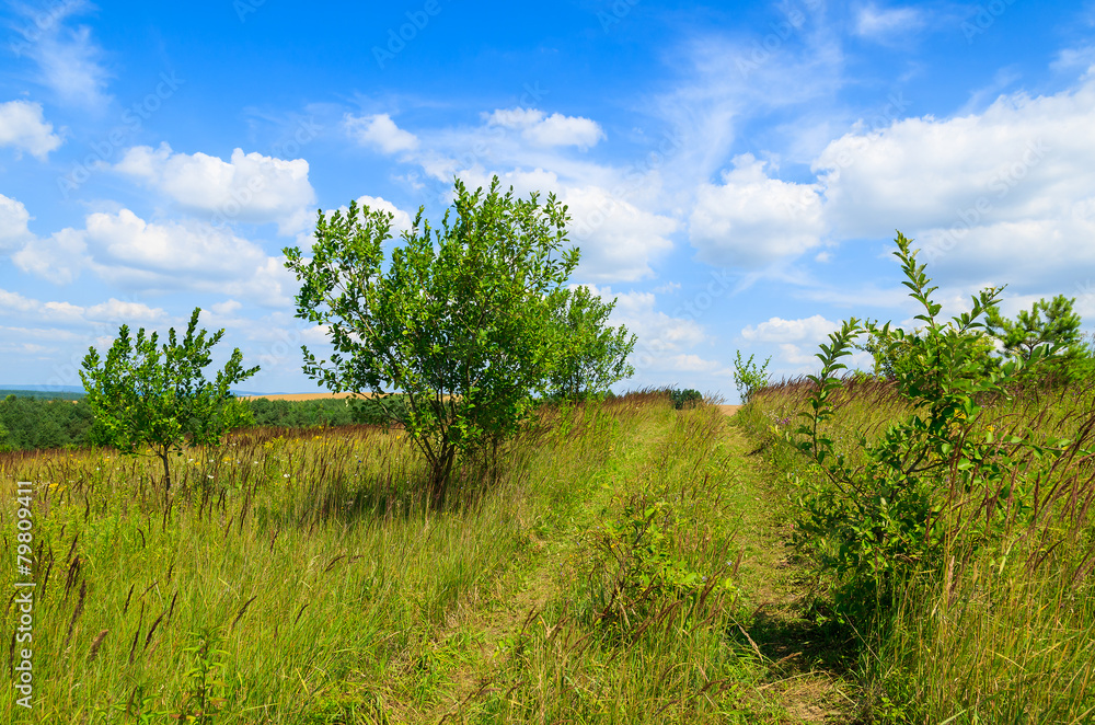 Rural road in green field on sunny summer day, Poland