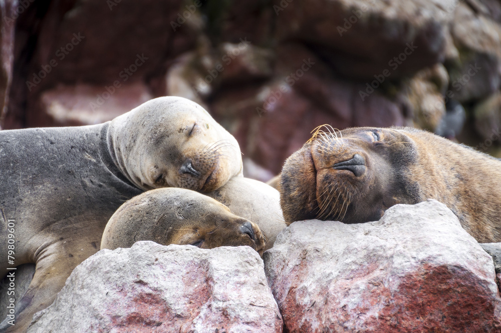 Fototapeta premium Sealions pup sleeping on a rock
