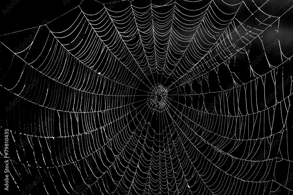 Fototapeta premium Spinnennetz