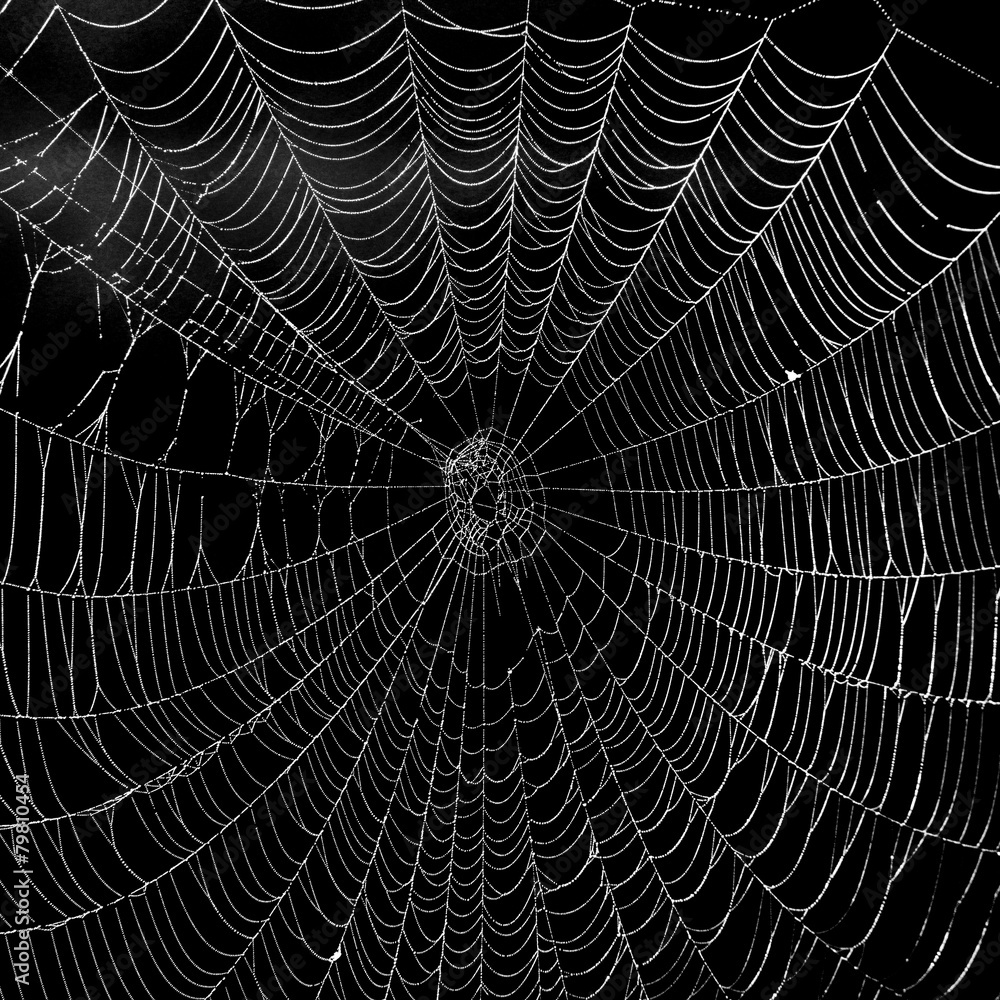 Naklejka premium Spinnennetz