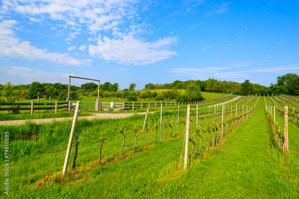 Vineyards in wine making region of Burgenland in spring, Austria