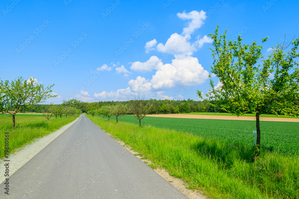 Road in green farming fields with blue sky, Burgenland, Austria