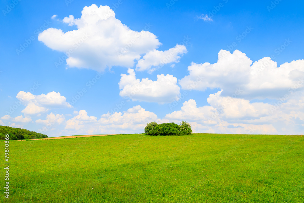 Obraz premium Green field with blue sky in spring, Burgenland, Austria