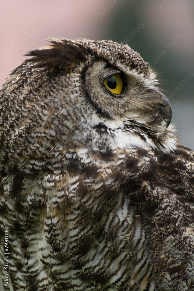 Obraz premium Gufo reale