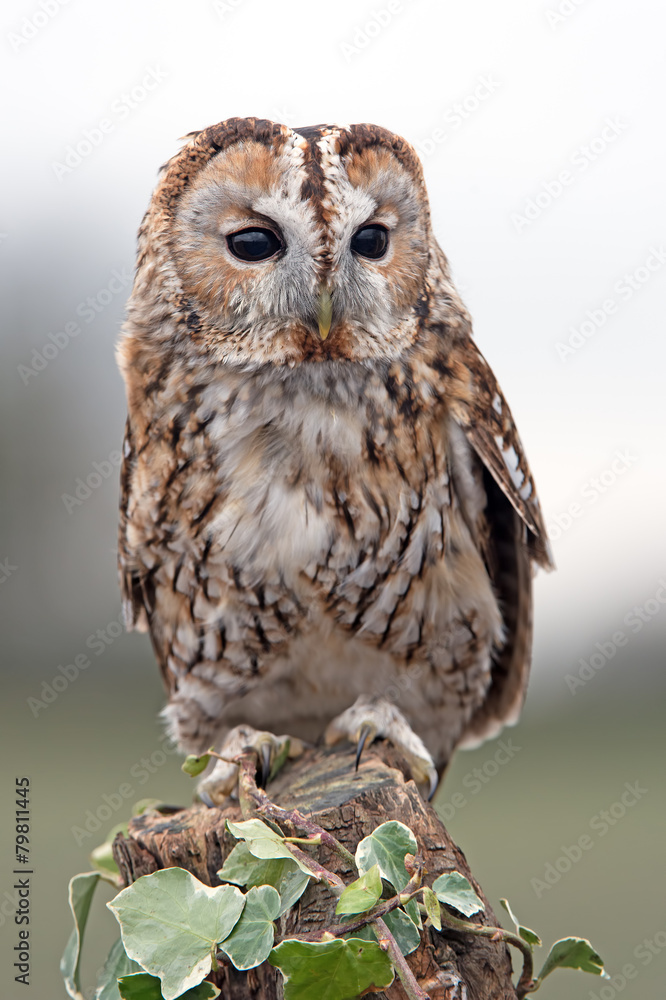 Tawny Owl (Strix Aluco) Tawny Owl (Strix Aluco)