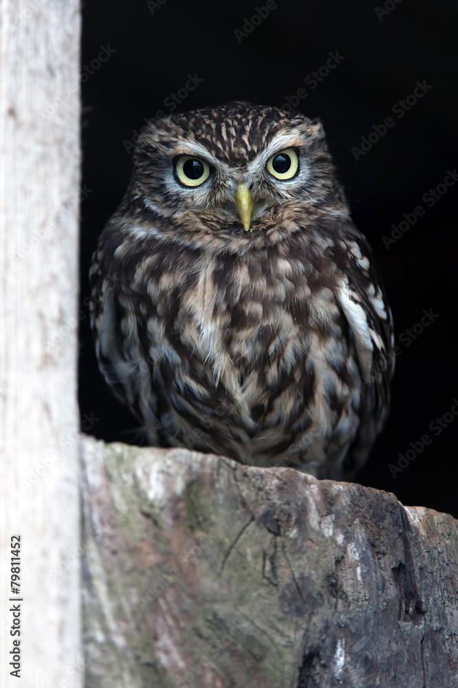 Obraz premium Little Owl (Athene Noctua)