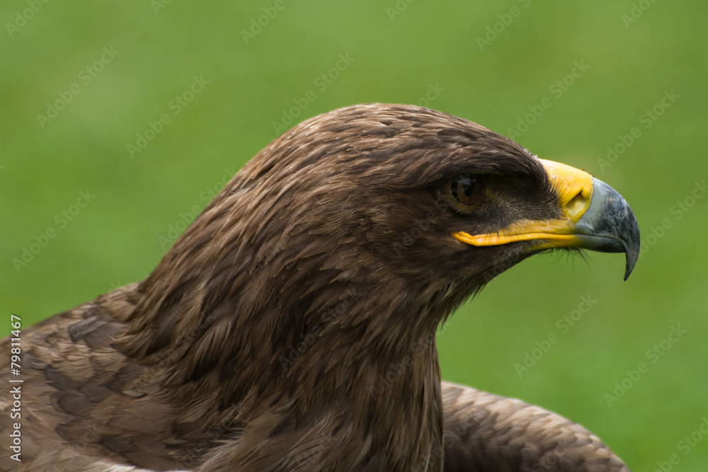 Aquila Aquila