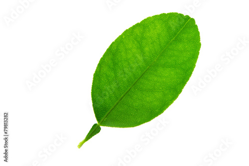 (Citrus aurantiifolia (Christm.) Swingle),leaf form and texture