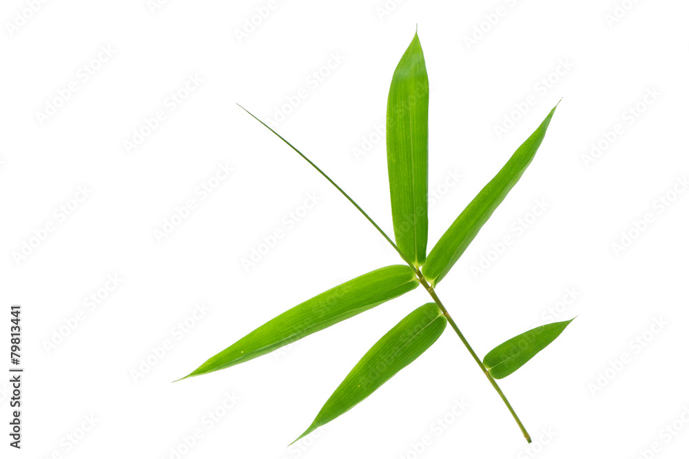 Fototapeta premium (Bambusa beecheyana Munro),leaf form and texture