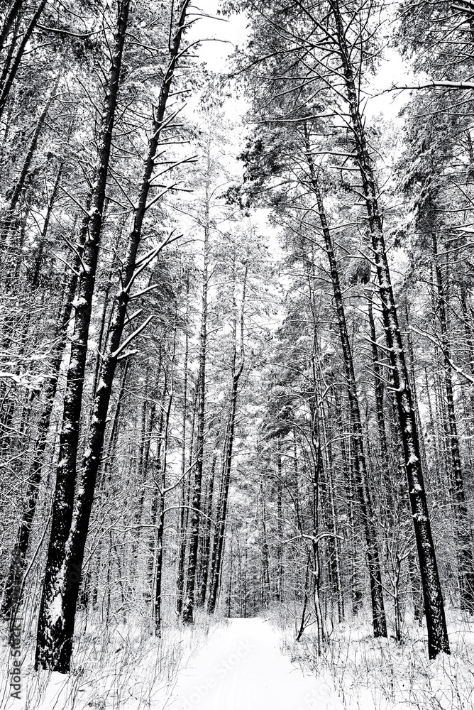 Fototapeta premium Road through frozen forest with snow black and white