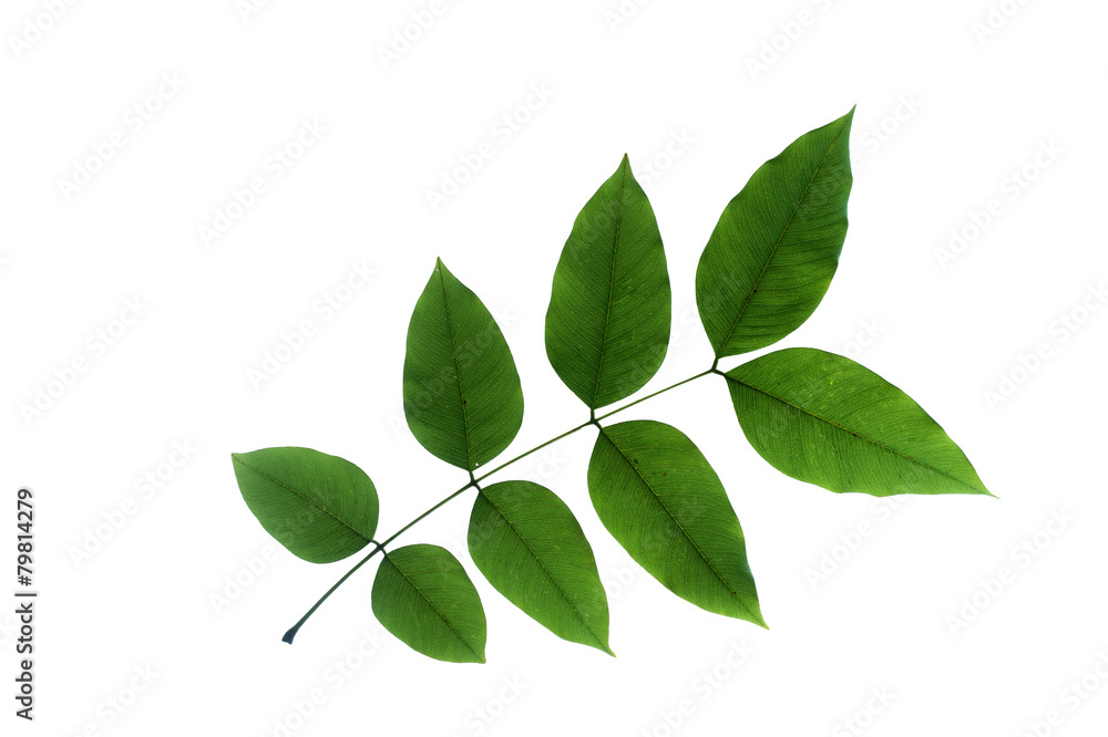 (Cassia fistula L.), leaf form and texture (Cassia fistula L.), leaf form and texture