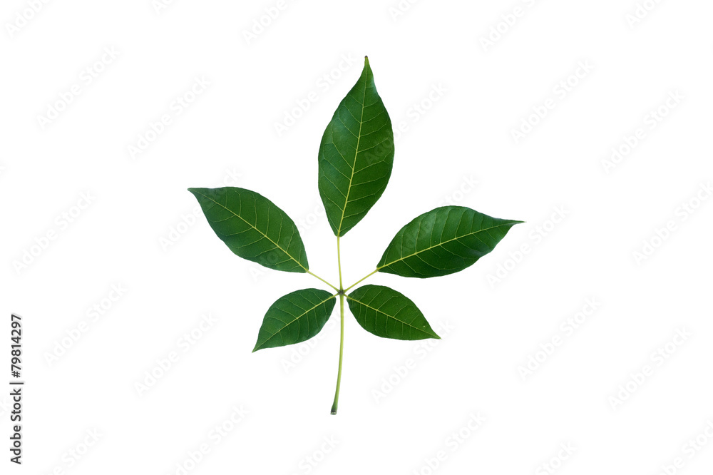(Tabebuia rosea (Bertol.) Bertero ex A.DC.), leaf form and textu