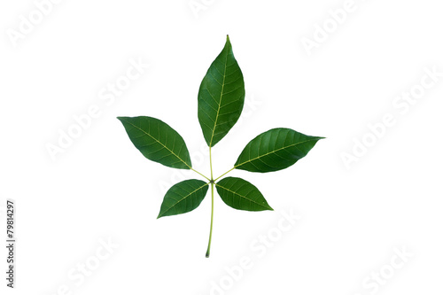 (Tabebuia rosea (Bertol.) Bertero ex A.DC.), leaf form and textu