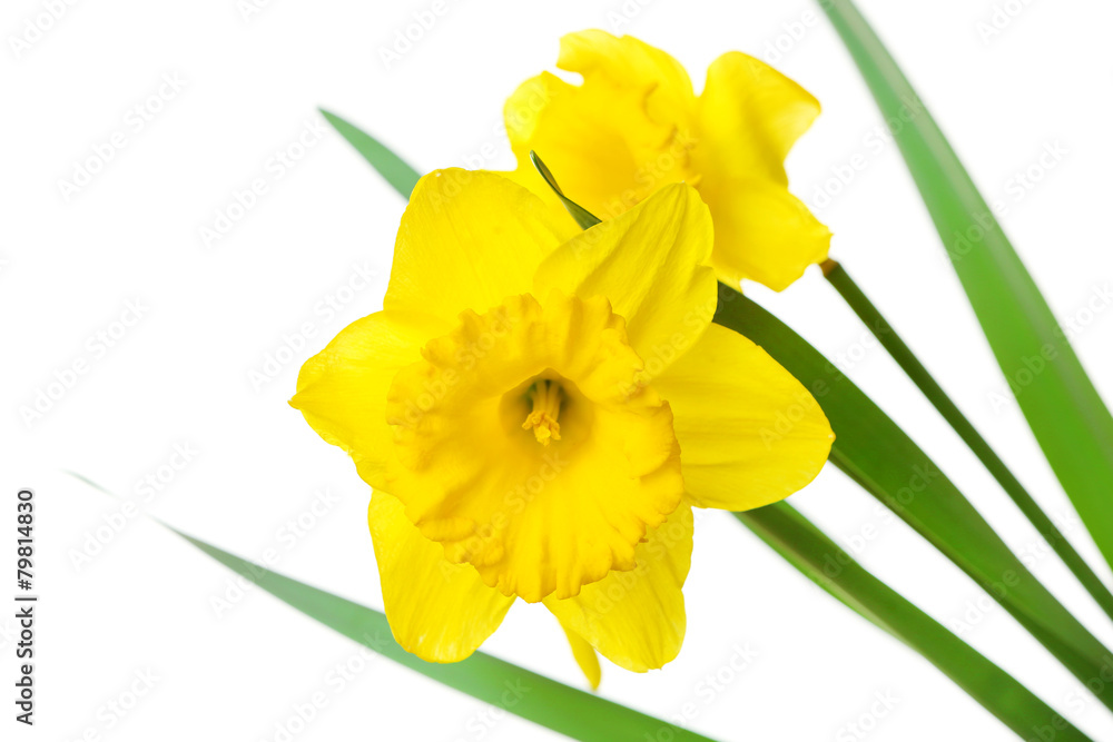 Narcissus flower isolated on white Narcissus flower isolated on white