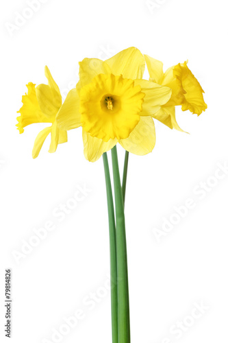 Narcissus flower isolated on white © Africa Studio