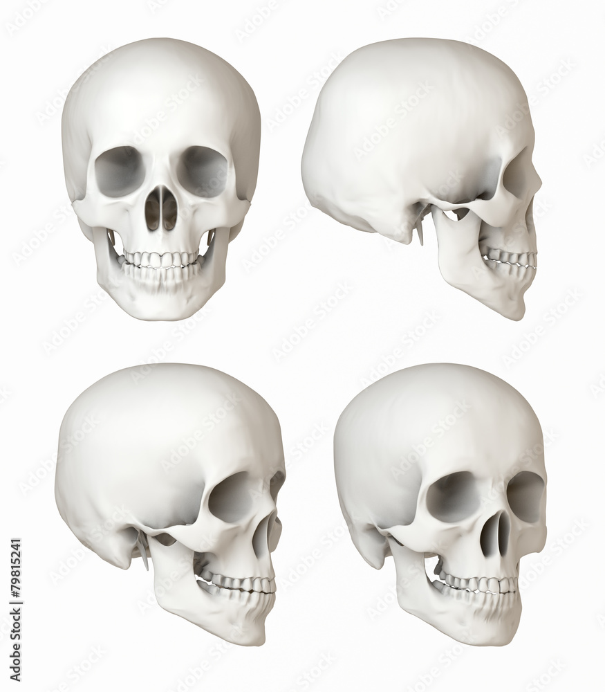 Ansichten des menschlichen Schädels, naturalistisch Ansichten des menschlichen Schädels, naturalistisch