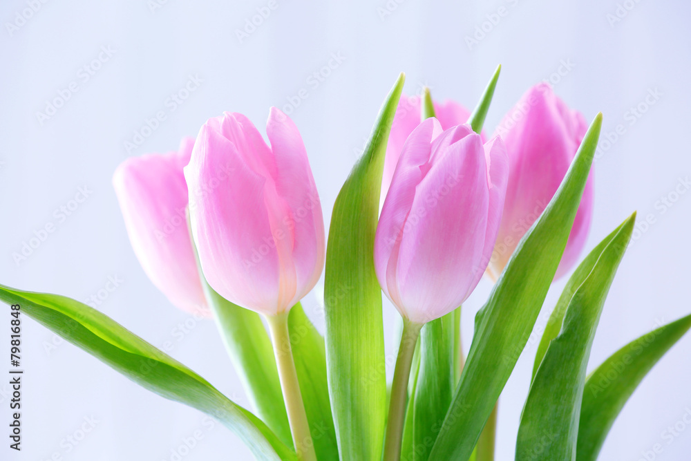Naklejka premium Beautiful pink tulips on light background