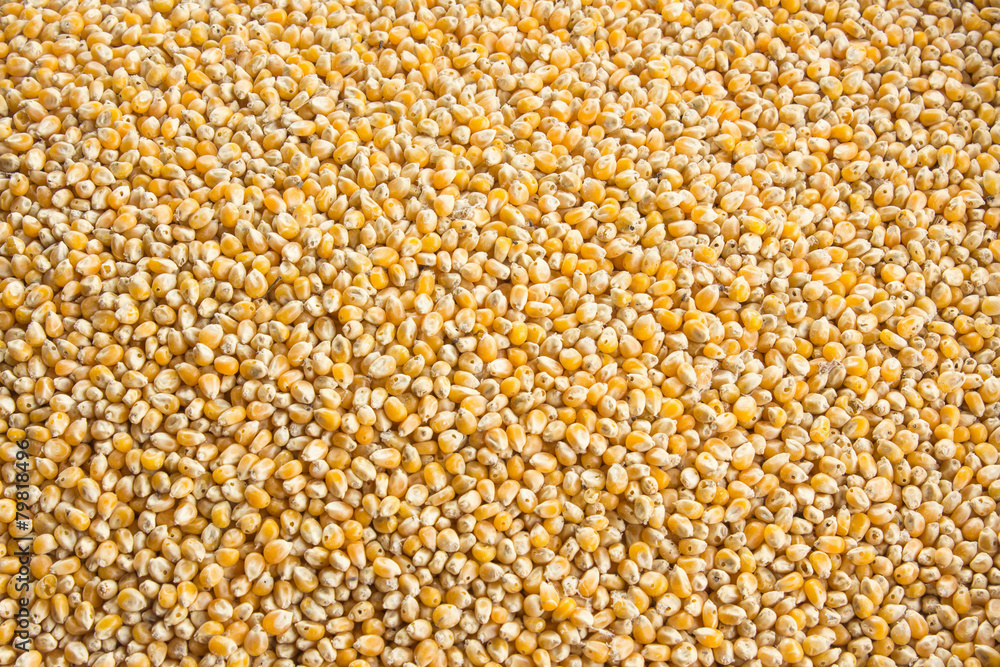 many corn seed many corn seed