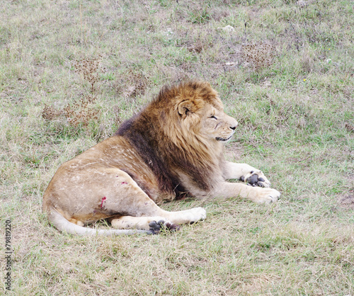 Wallpaper Mural Dormant lion, Safari Park Taigan (lions Park), Crimea. Torontodigital.ca