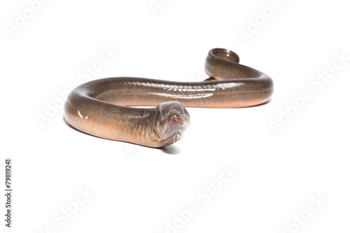 Fresh thailand eel on white background