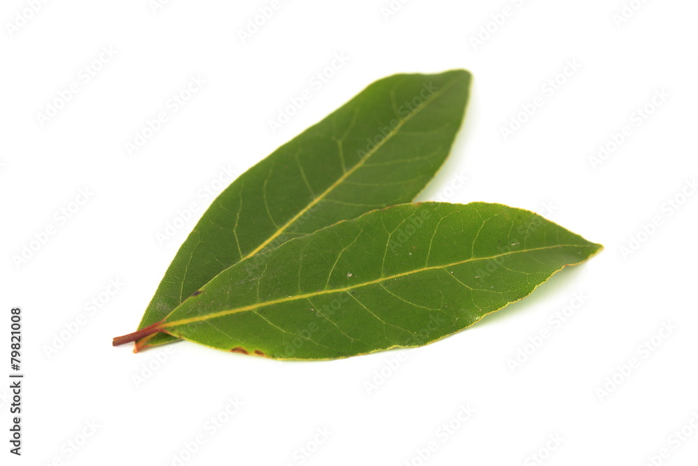 Fototapeta premium ローリエ