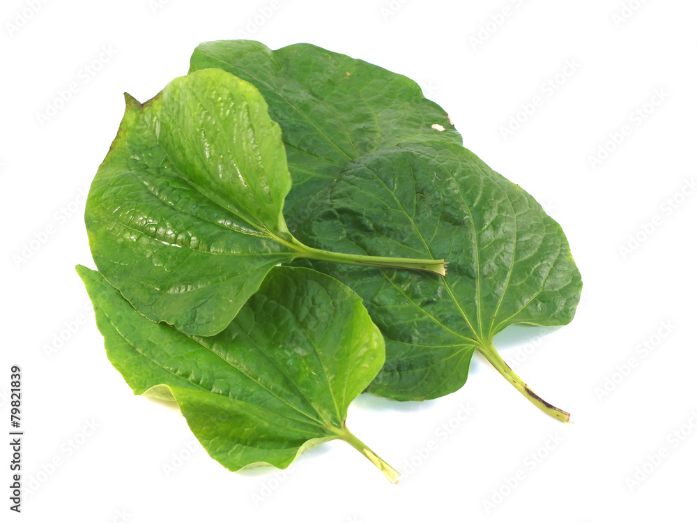 betel leaf isolated on white background