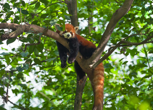Fotografie Lazy red panda bear in tree
