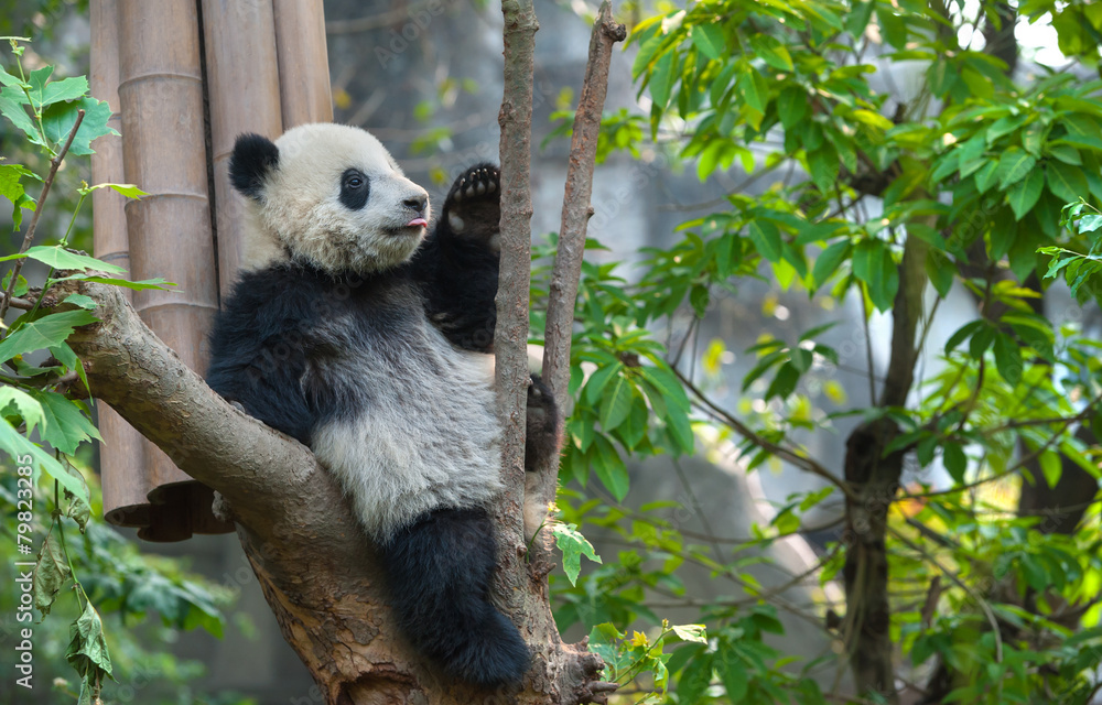 Fototapeta premium Cute panda bear sitting in tree