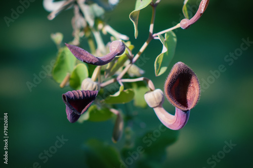 Aristolochia Baetica