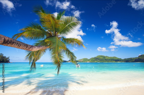 Palmen  Meer und Sand
