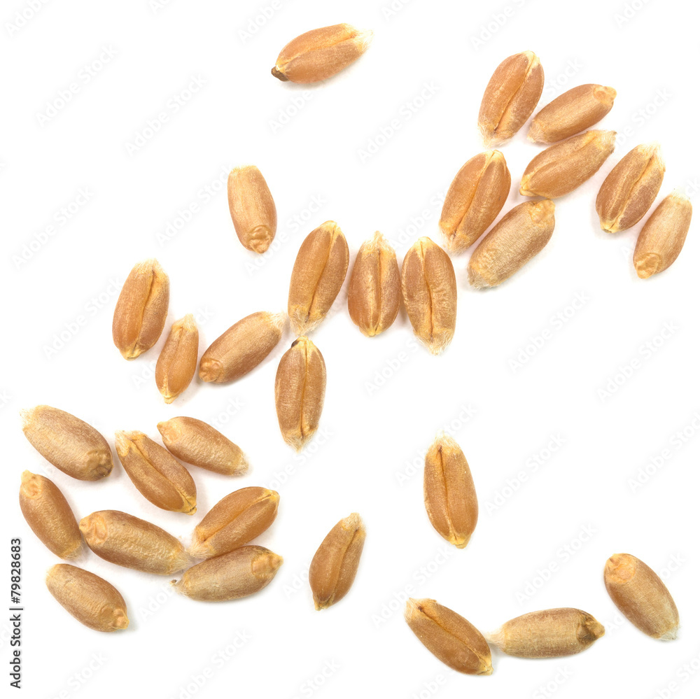 wheat grain wheat grain