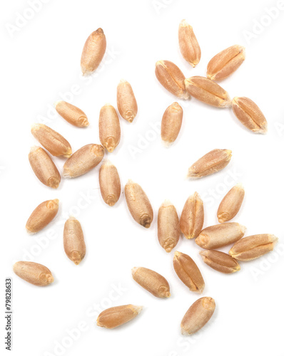 wheat grain