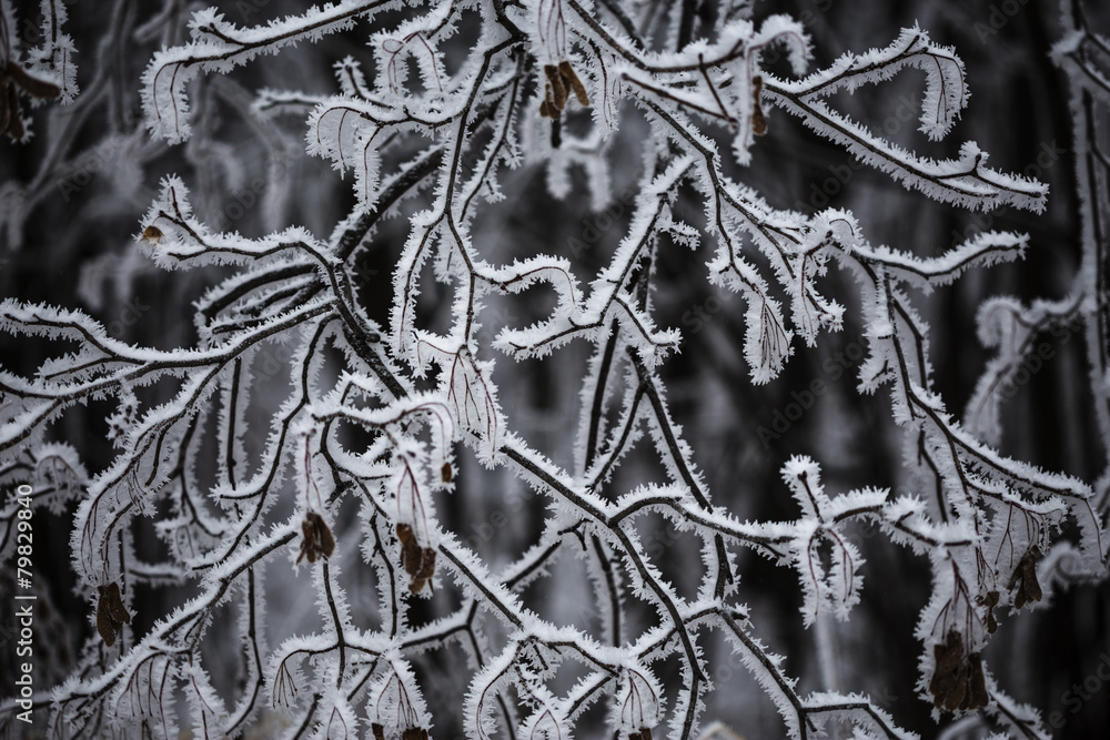 ice-covered branches ice-covered branches