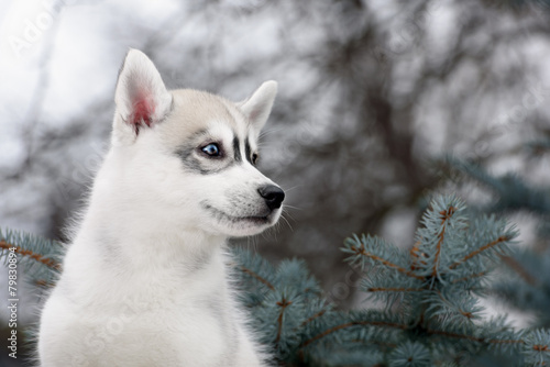 portrait of Siberian Husky puppy
