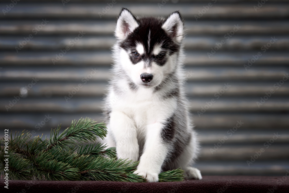 Siberian Husky puppy outdoors, 6 weeks old