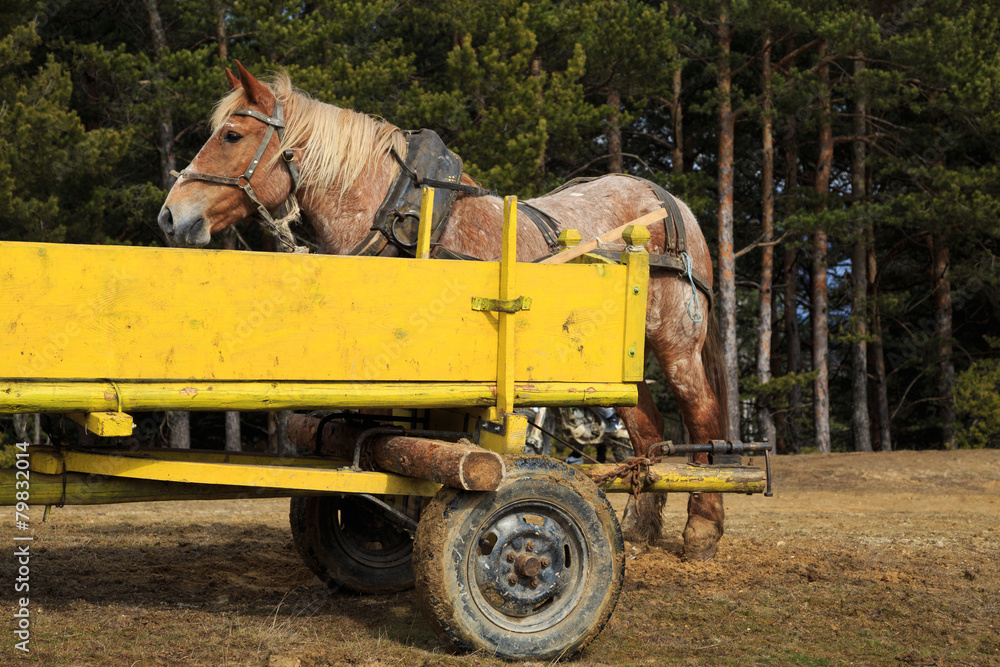 Obraz premium Young rural horse