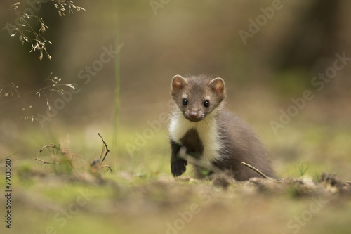Beech Marten