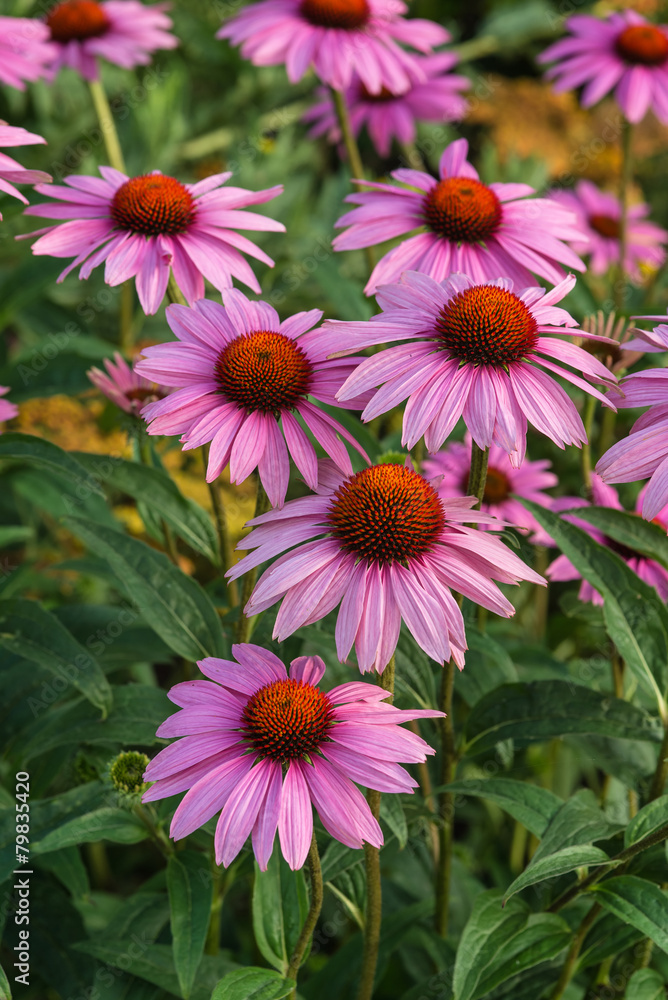 Obraz premium Coneflower Rubinstern echinacea purpurea Summer flower