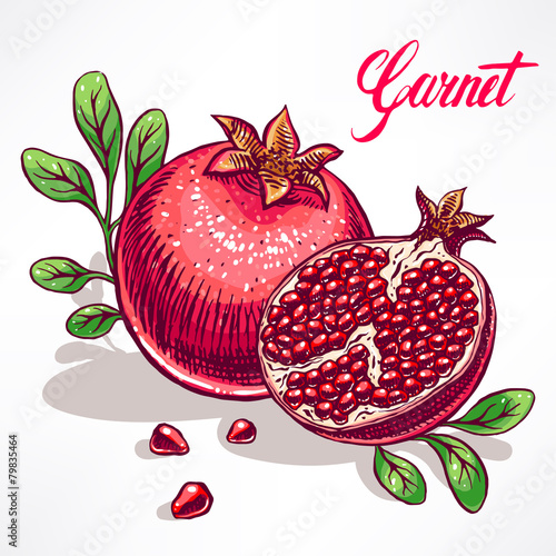ripe hand-drawn pomegranate