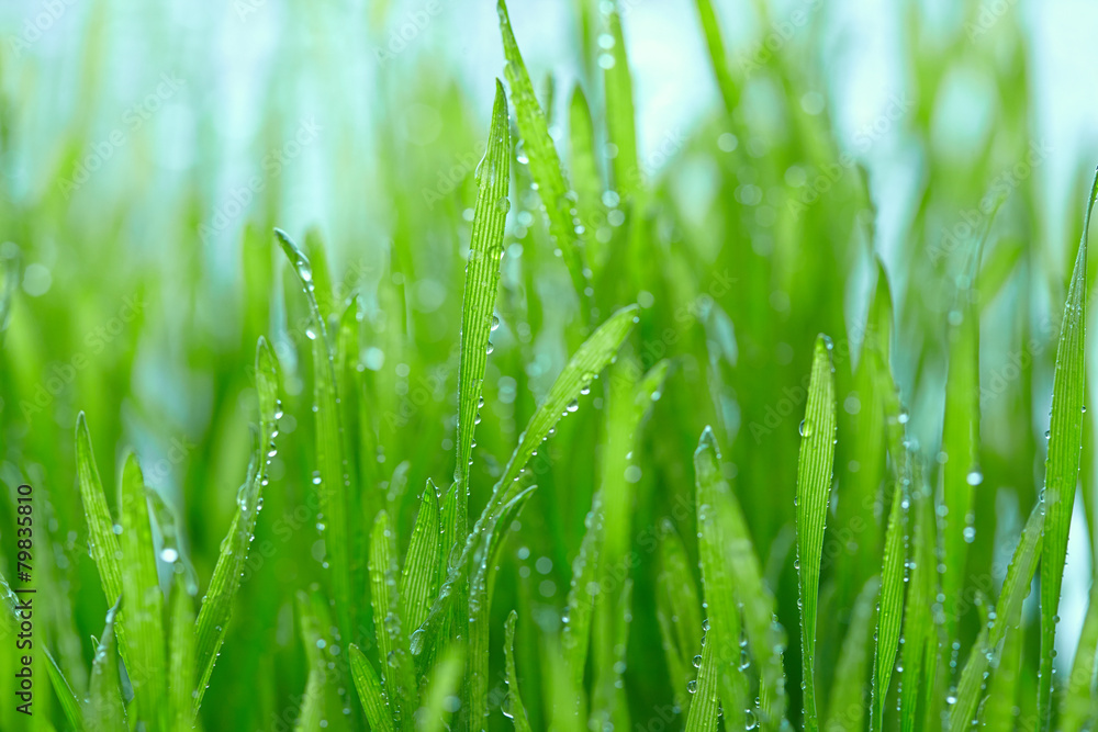 Fototapeta premium Fresh grass with dew drops