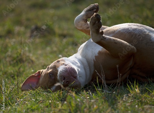 Pitbull