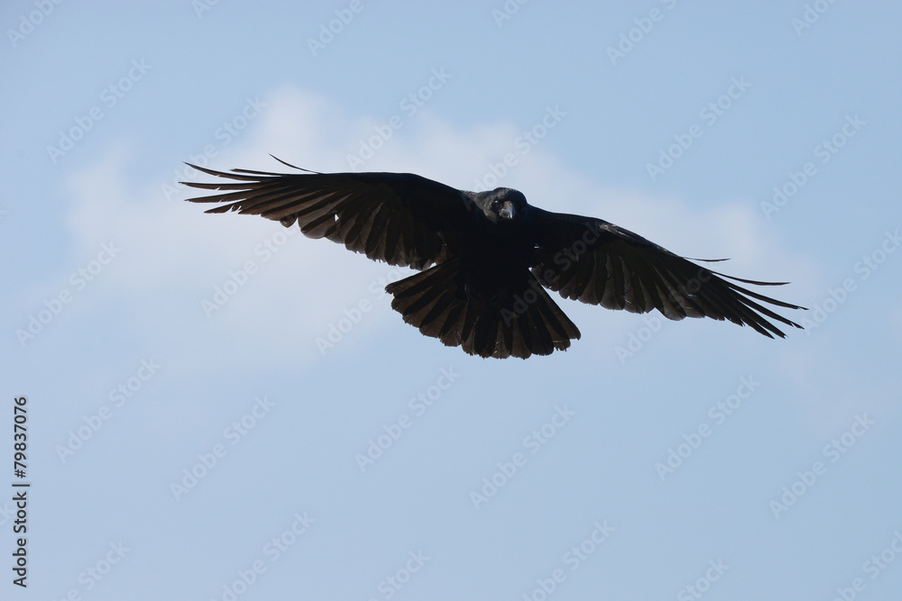 Obraz premium Carrion Crow, Corvus corone