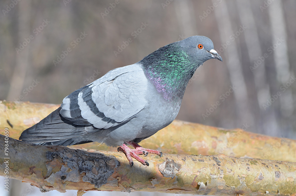 Obraz premium Голубь на дереве.