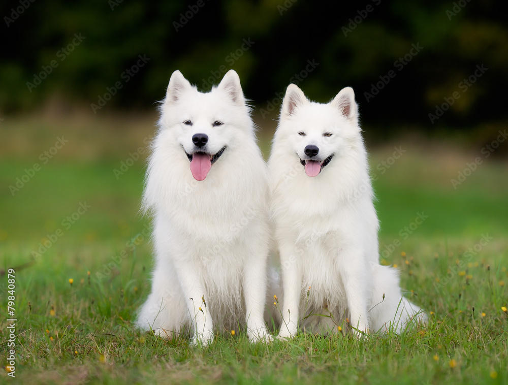 Pedigree samoyed dog Pedigree samoyed dog