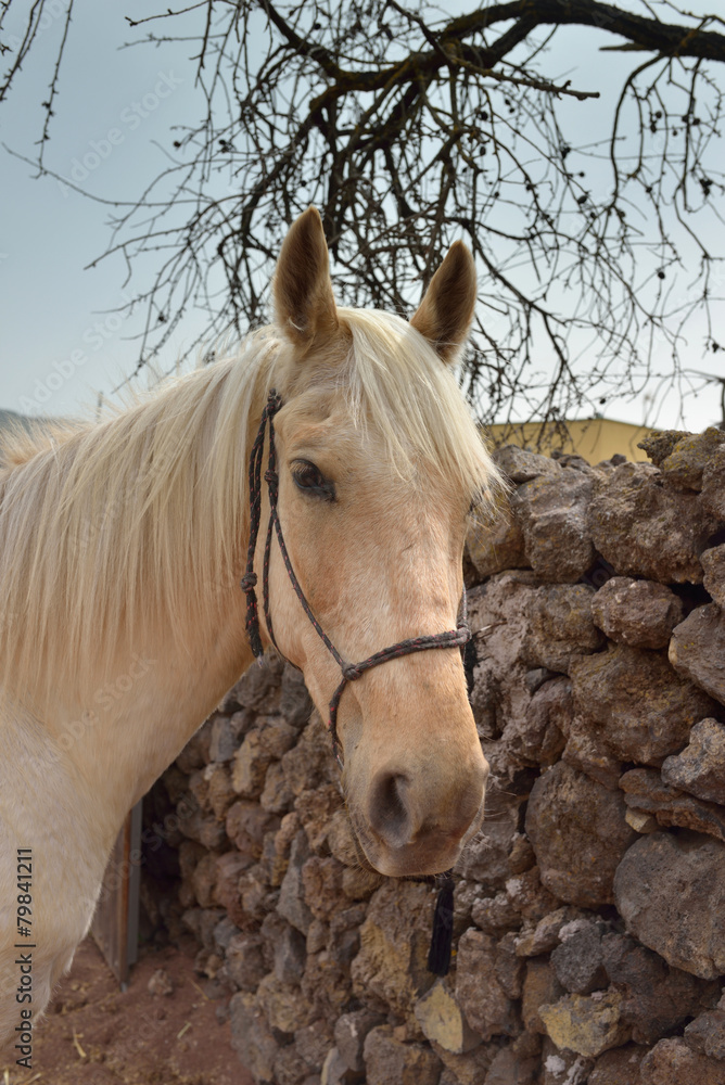 Obraz premium cheval blanc