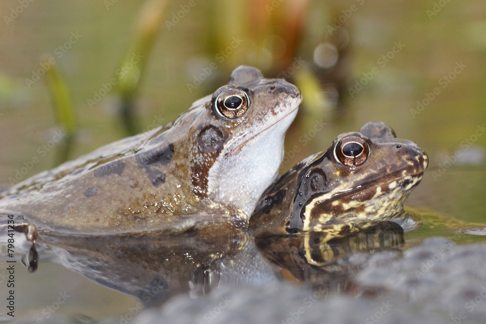 Green Frog, Bronze Frog, Rana clamitans Green Frog, Bronze Frog, Rana clamitans