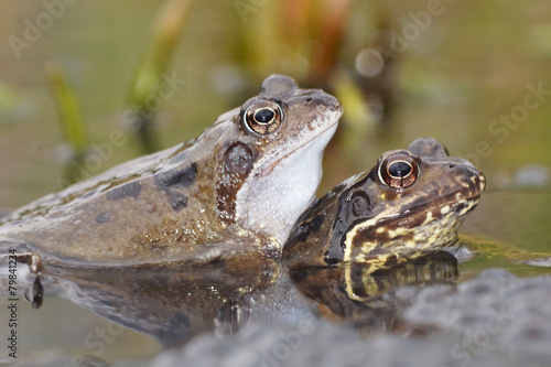 Green Frog, Bronze Frog, Rana clamitans © Maciej Olszewski